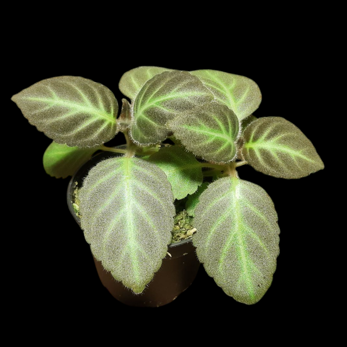 Gloxinella lindeniana