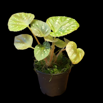 Begonia U681