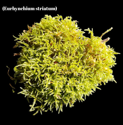 Gestreiftes Schönschnabelmoos (Eurhynchium striatum)