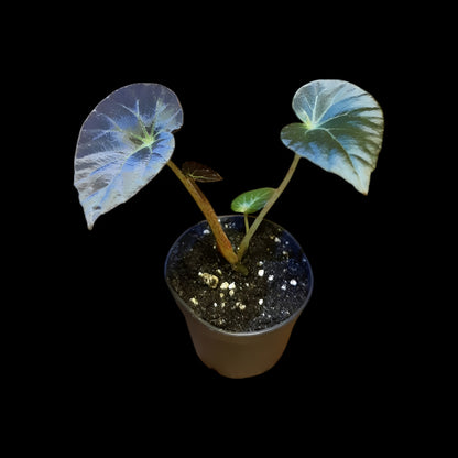 Begonia burkillii dark form