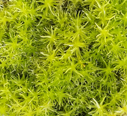 Weißmoos (Leucobryum glaucum)