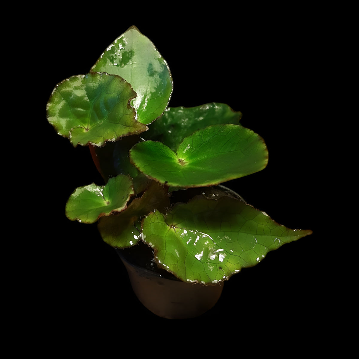 Begonia ferox