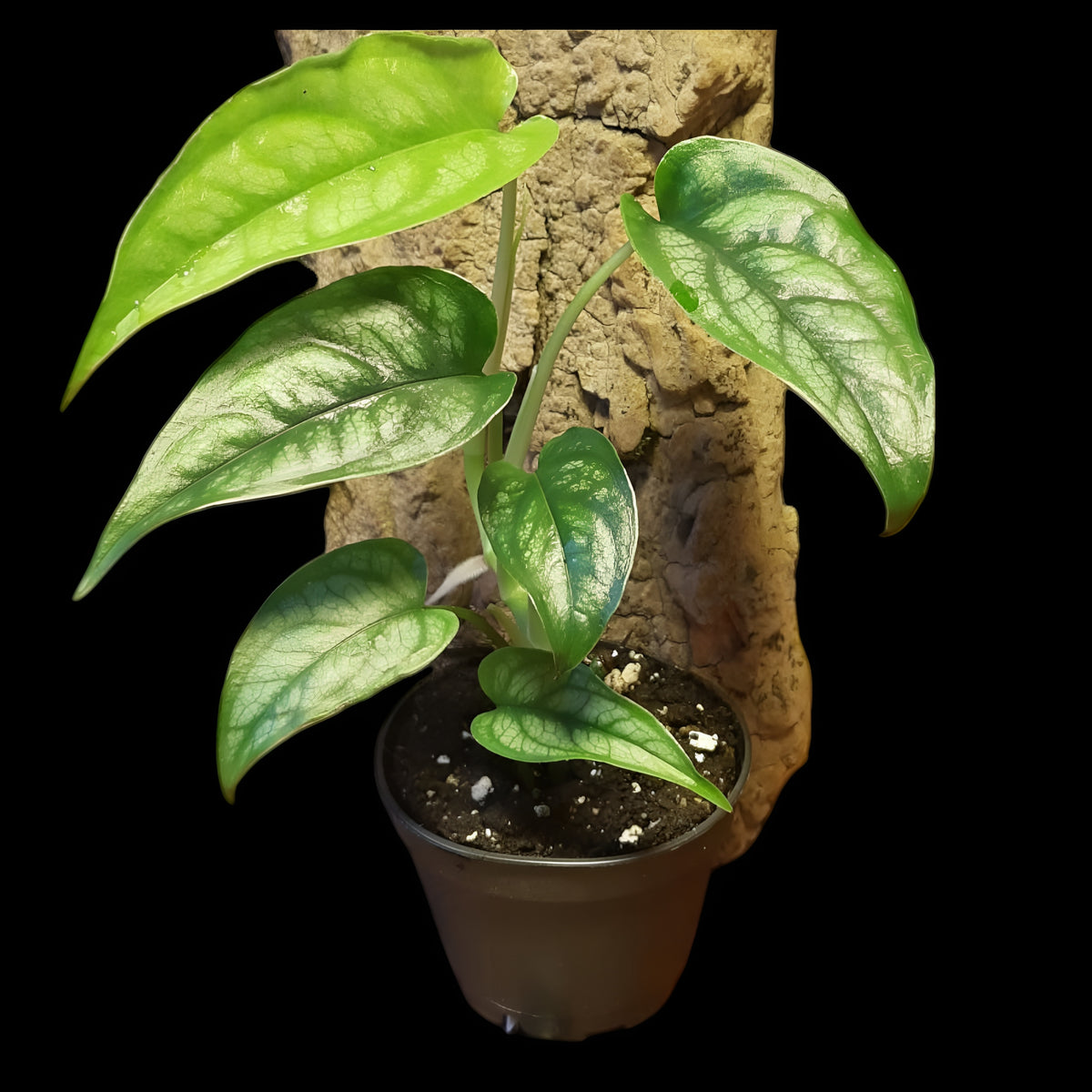 Monstera siltepecana