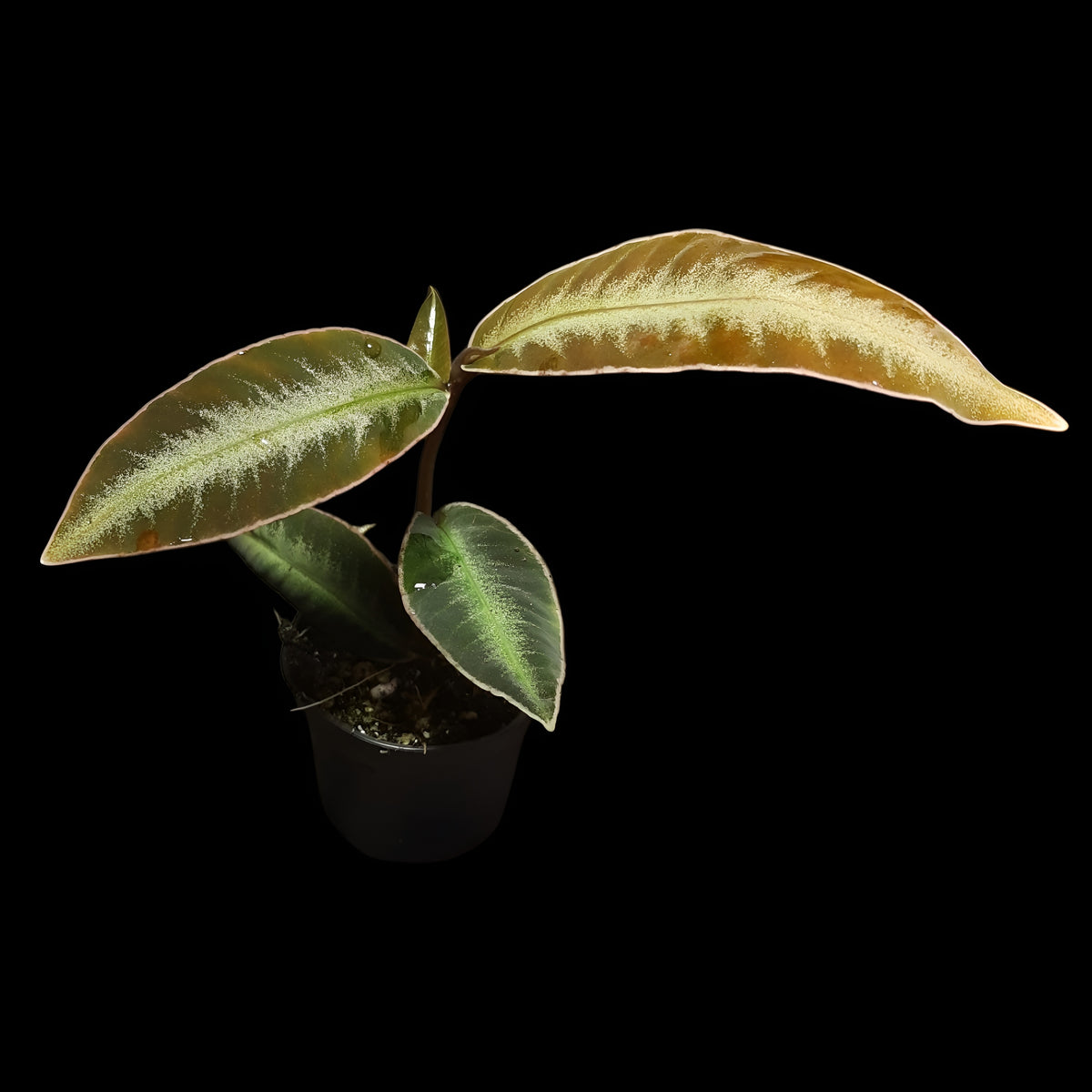 Labisia pumila