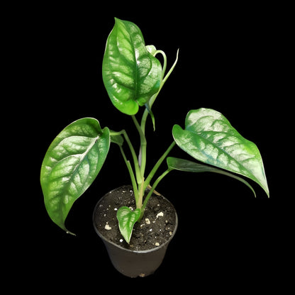 Monstera siltepecana