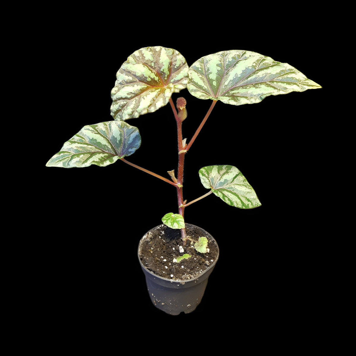 Begonia Irian Jaya, U682