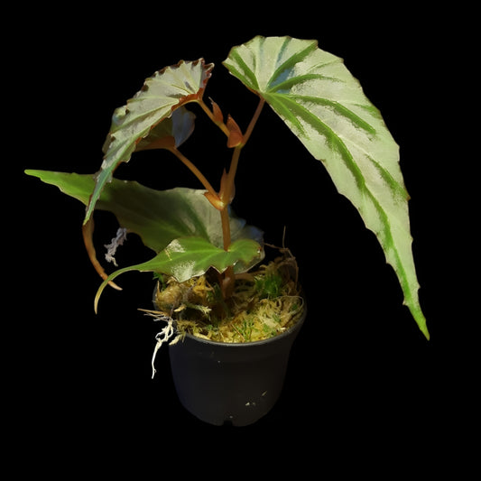 Begonia borneensis
