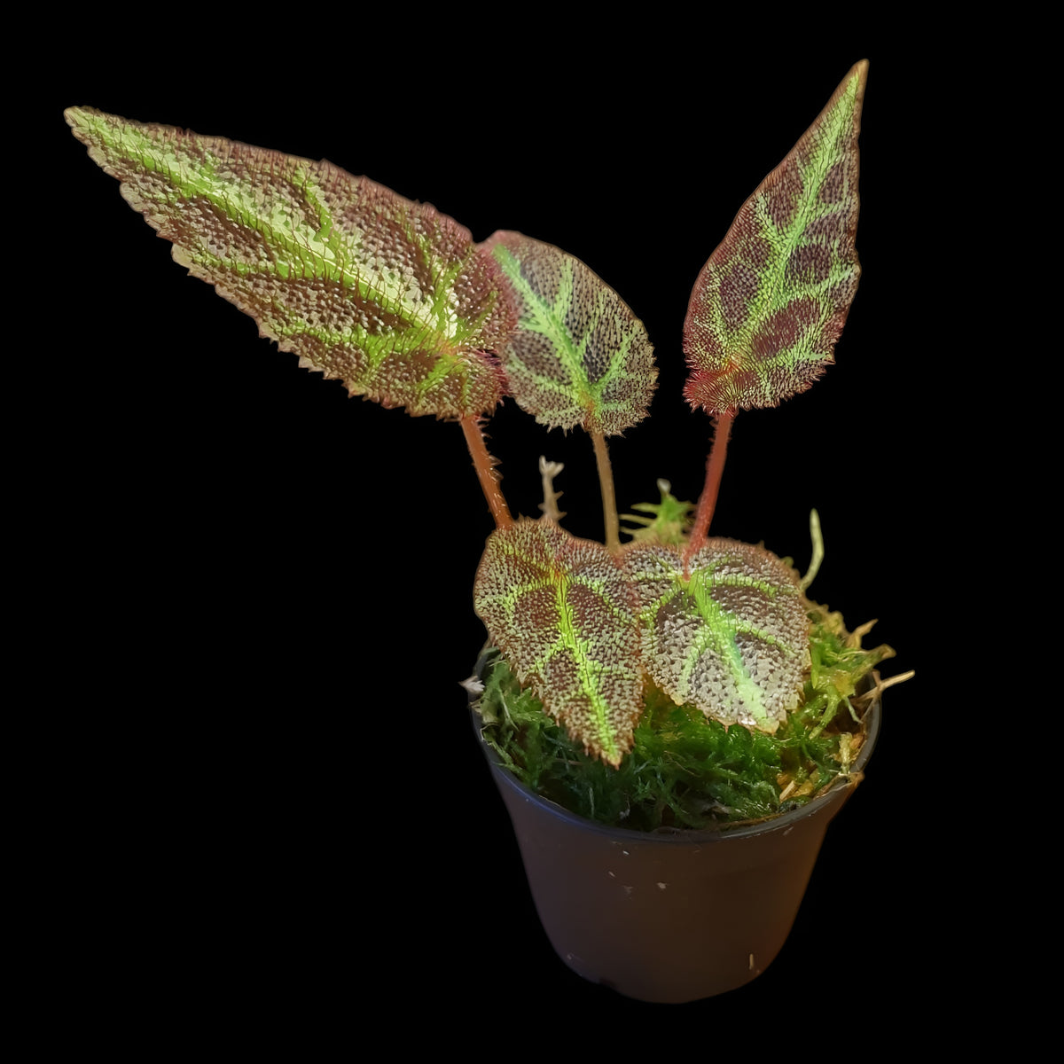 Begonia Sumatra utara