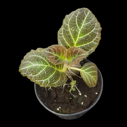 Pearcea hypocyrtiflora