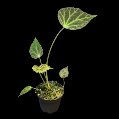 Begonia chloroneura