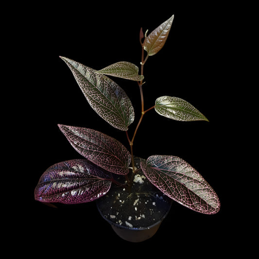 Rarität! Piper pink veins, Rankpflanze fürs Regenwald Terrarium