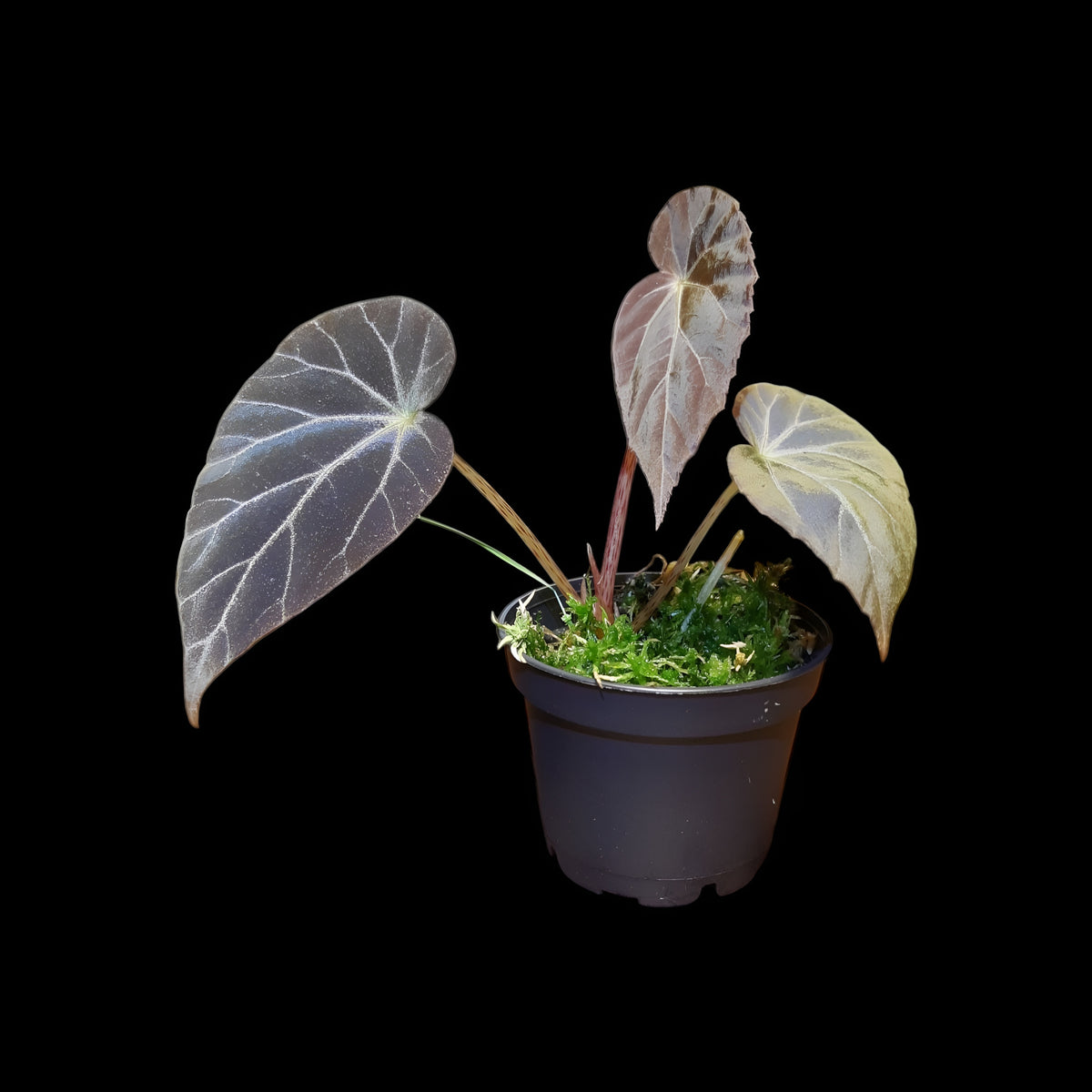 Begonia burkillii dark form