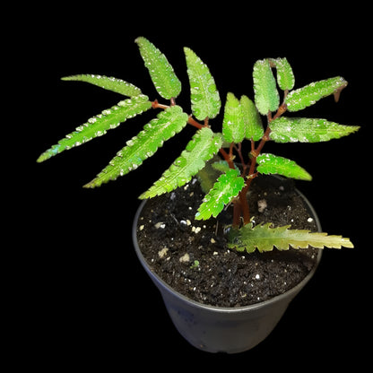 Begonia pteridiformis 'Red' 'dark'