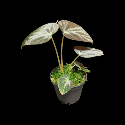 Begonia burkillii dark form