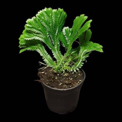 Selaginella brooksii