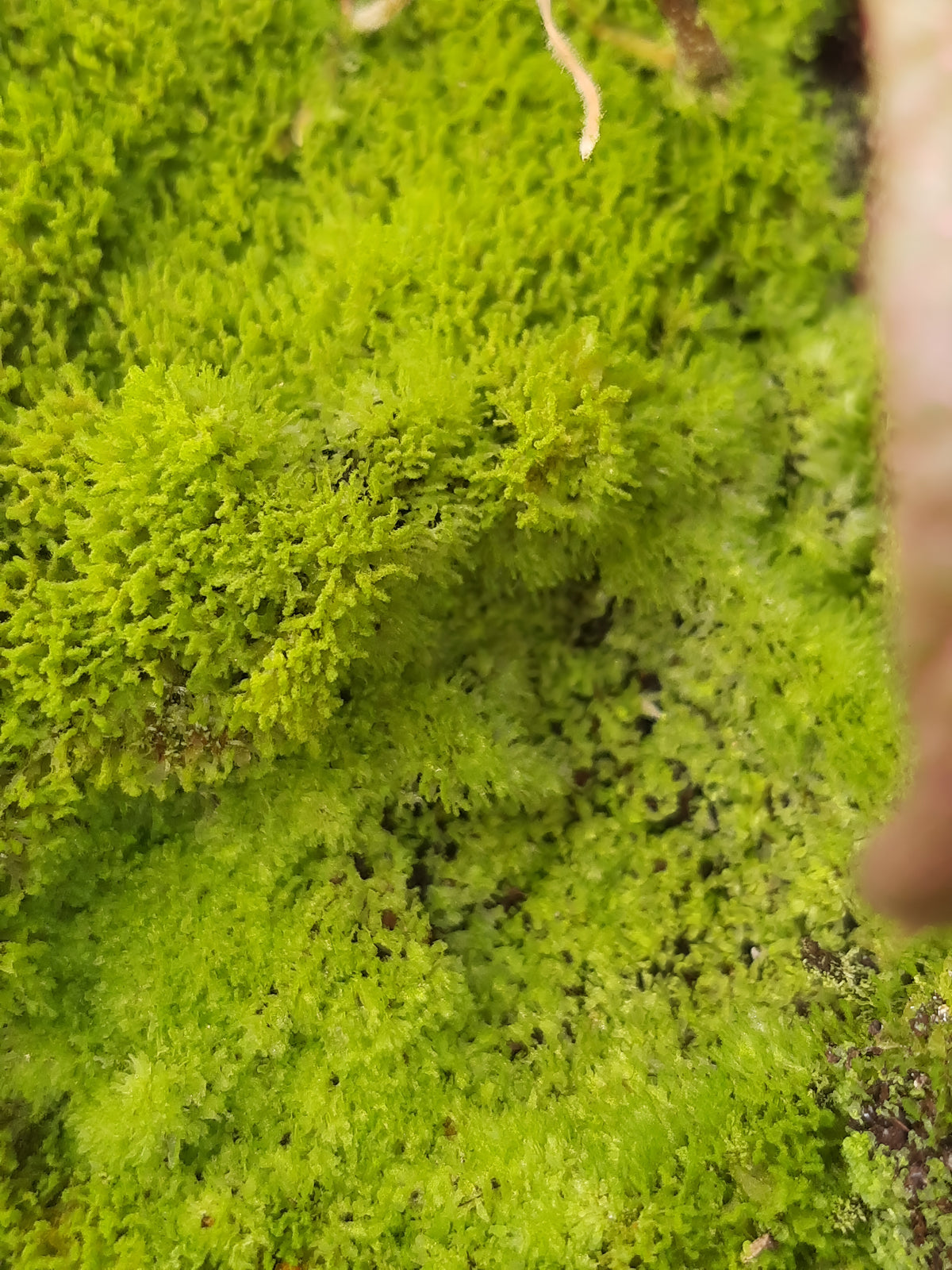 Rarität! Antrophyum cf. plantagineum, Mini Farn, (Bodendecker und Rückwandbegrünung)