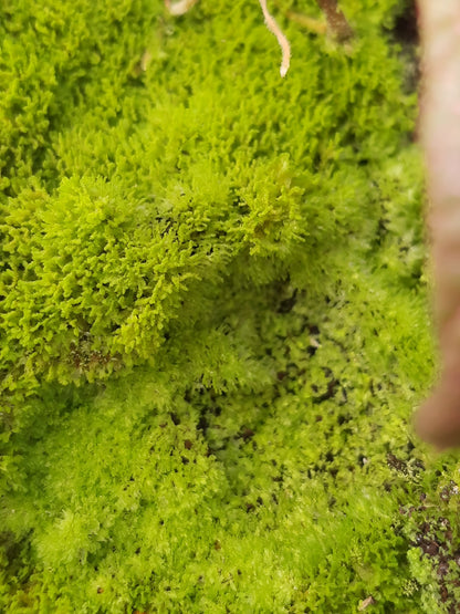 Rarität! Antrophyum cf. plantagineum, Mini Farn, (Bodendecker und Rückwandbegrünung)