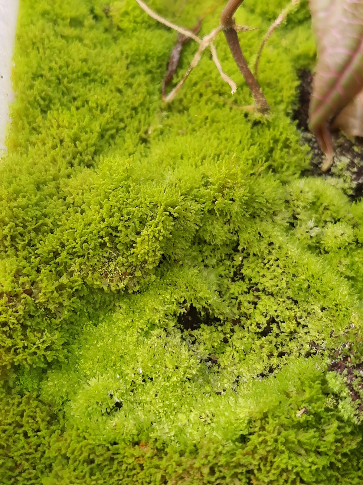 Rarität! Antrophyum cf. plantagineum, Mini Farn, (Bodendecker und Rückwandbegrünung)