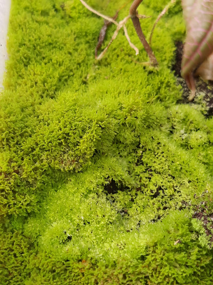 Rarität! Antrophyum cf. plantagineum, Mini Farn, (Bodendecker und Rückwandbegrünung)