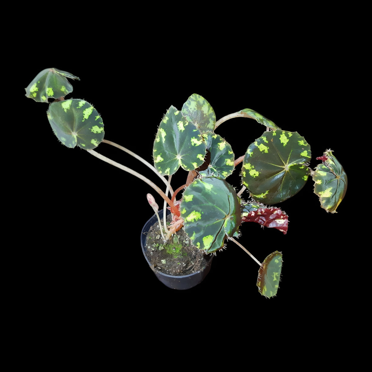 Begonia bowerae tiger