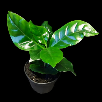 Coffea arabica