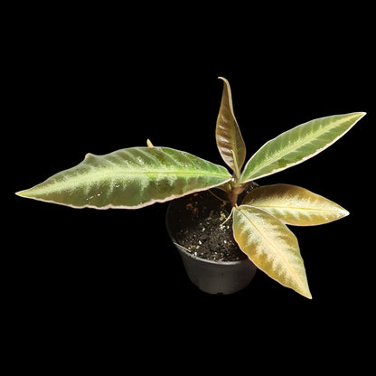 Labisia pumila