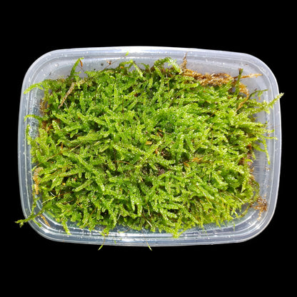 Zypressenschlafmoos (Hypnum cupressiforme)