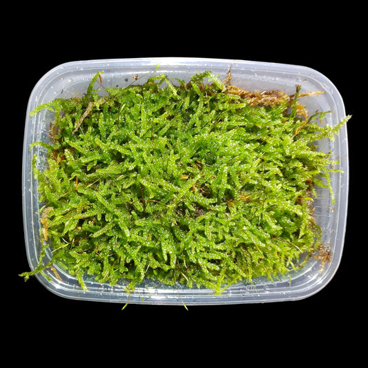 Zypressenschlafmoos (Hypnum cupressiforme)