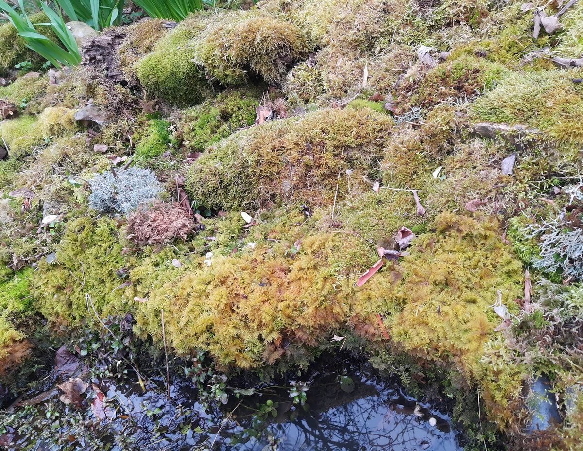 Zypressenschlafmoos (Hypnum cupressiforme)