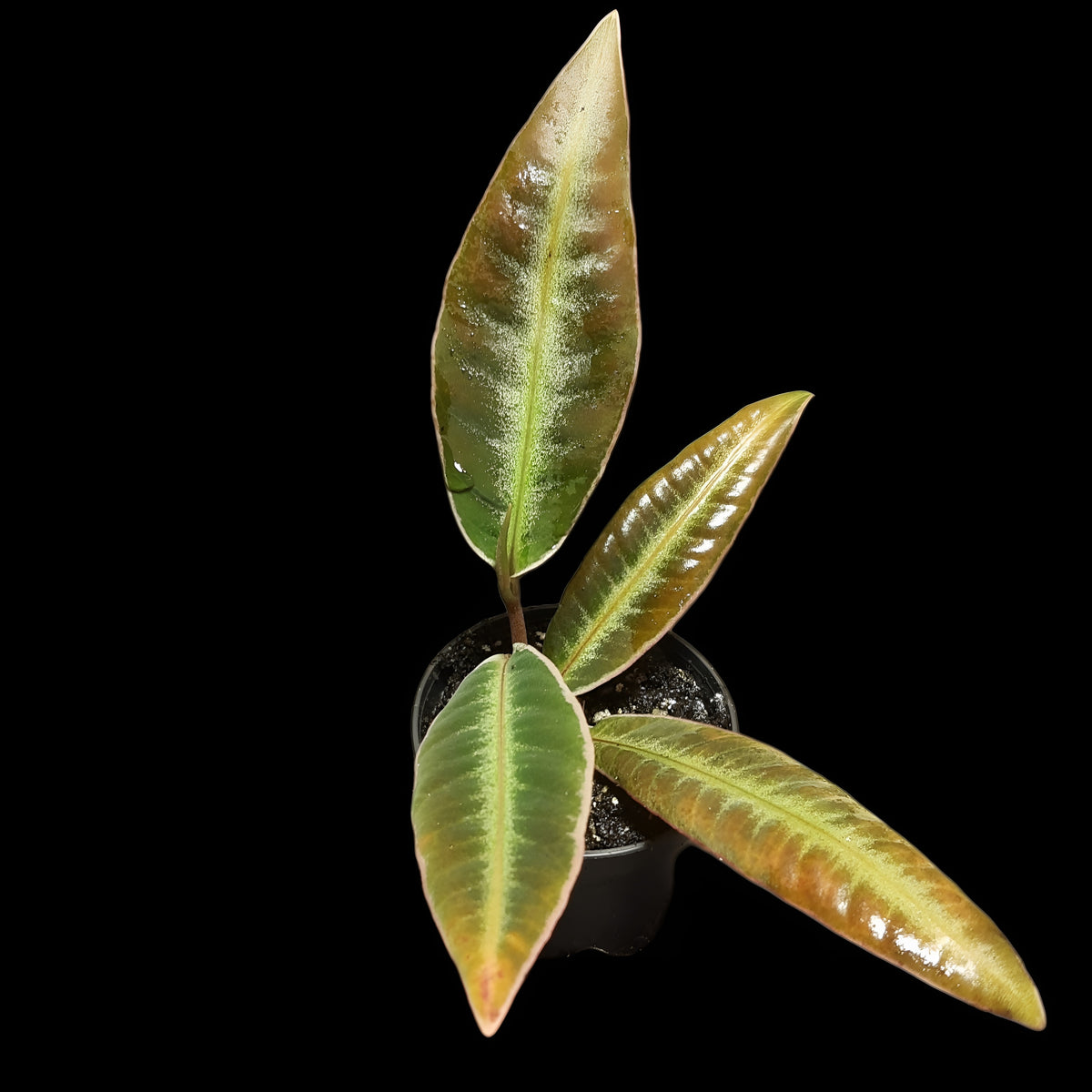Labisia pumila