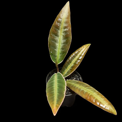Labisia pumila