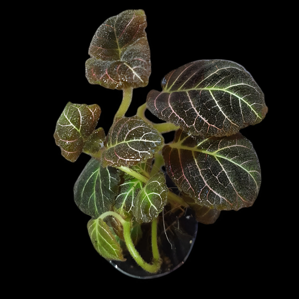 Pearcea hypocyrtiflora
