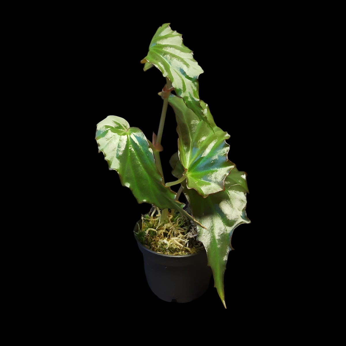 Begonia borneensis