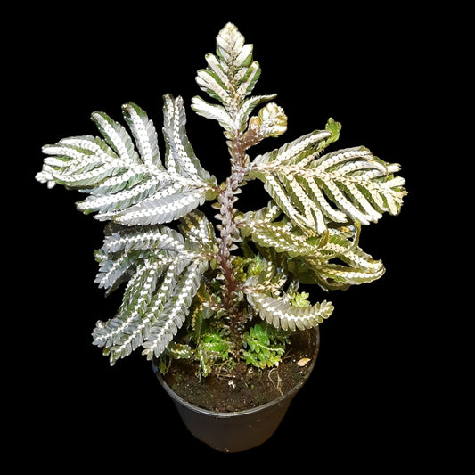Selaginella picta
