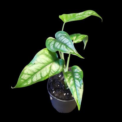 Monstera siltepecana