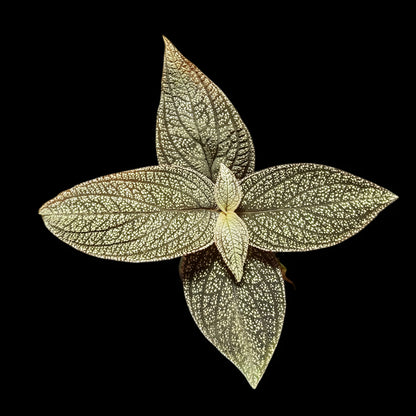 Sonerila phitsanulok