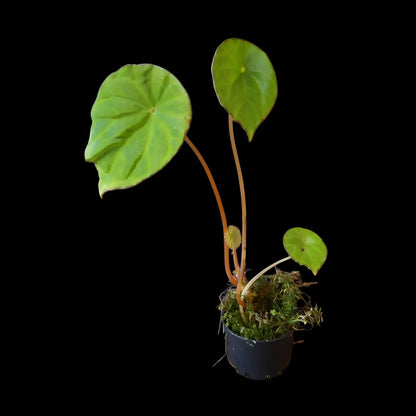 Begonia scapigera kaufen