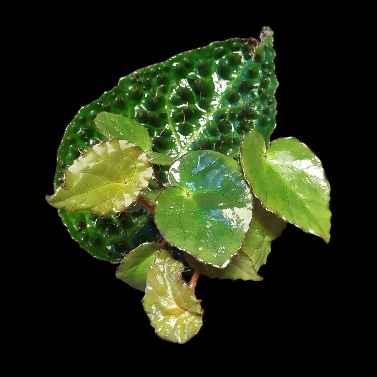 Begonia ferox