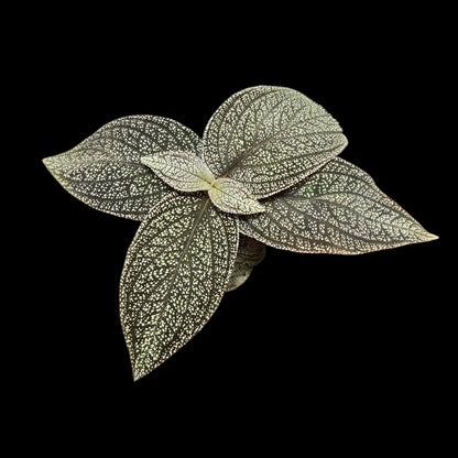 Sonerila phitsanulok