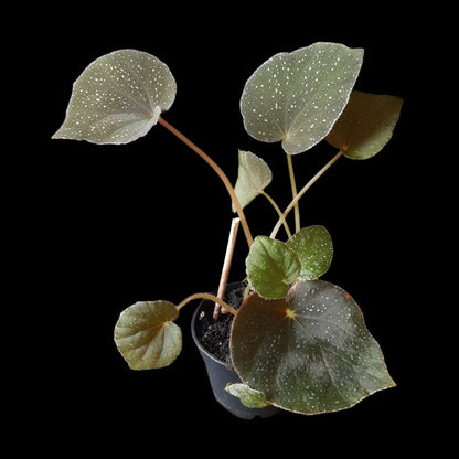 Begonia caramoanensis (U185)