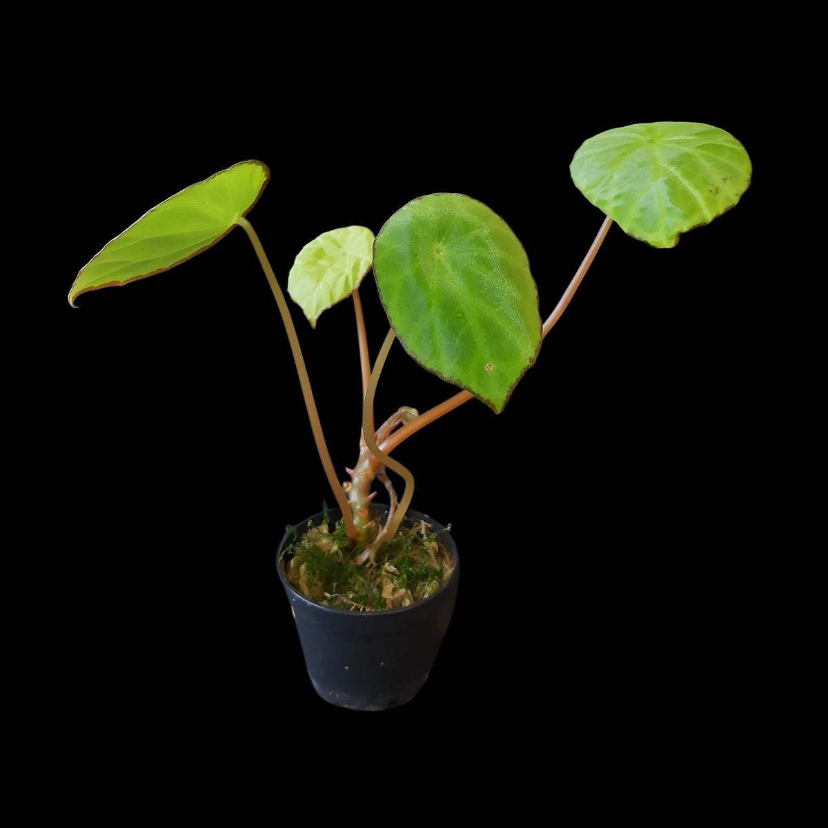 Begonia scapigera kaufen