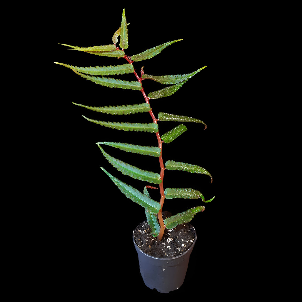 Begonia pteridiformis 'Red' 'dark'