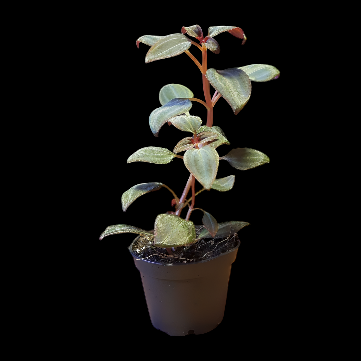 Arthrostemma parvifolium