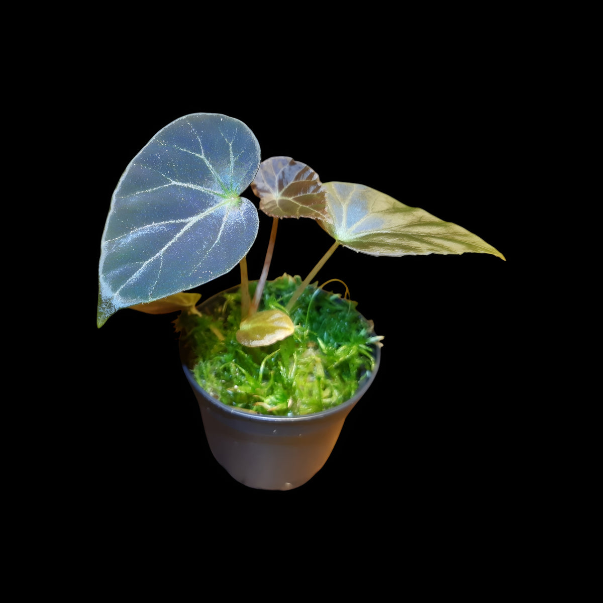 Begonia burkillii dark form
