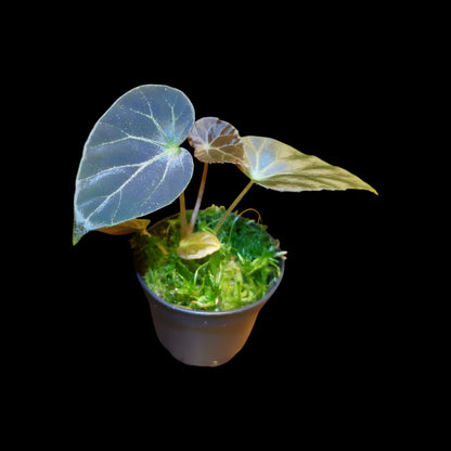 Begonia burkillii dark form