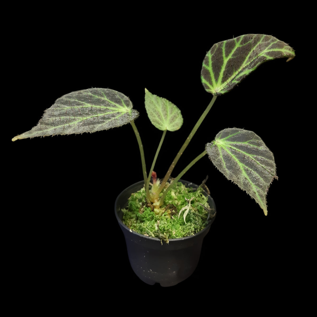 Begonia chloroneura