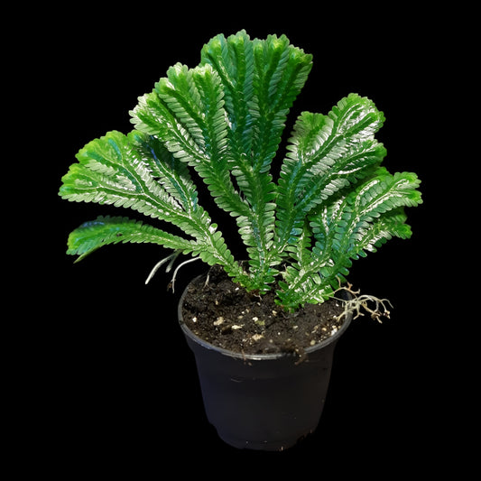 Selaginella brooksii