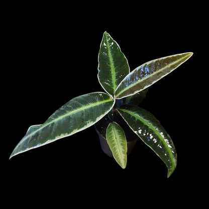 Labisia pumila