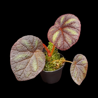 Begonia versicolor kaufen