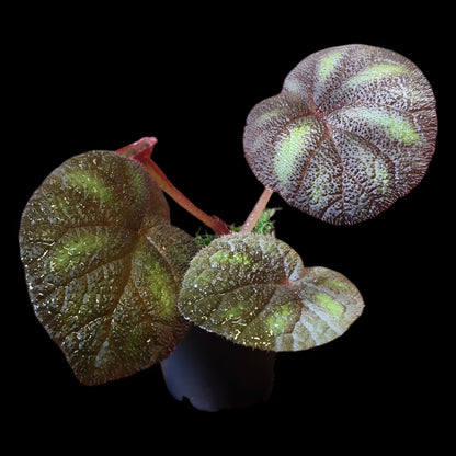 Begonia versicolor kaufen